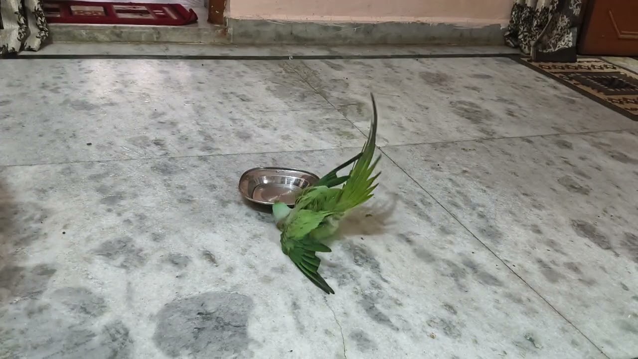parrot #funny🐦🐦🐦