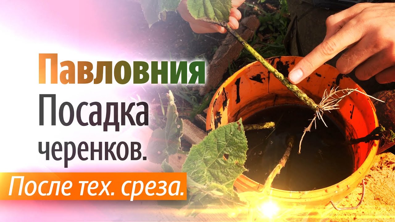 Павловния - посадка черенков. Черенки Павловнии после технологического среза.