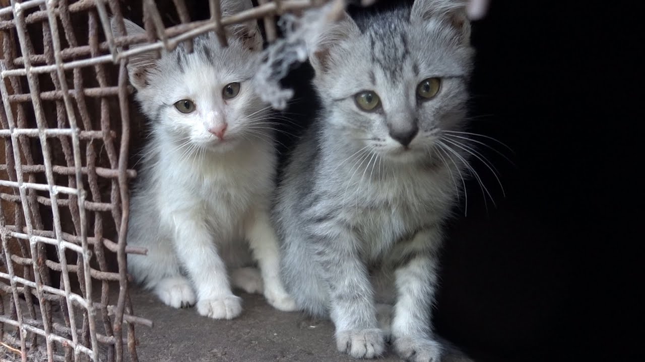 Cute hungry kittens woke up to eat food