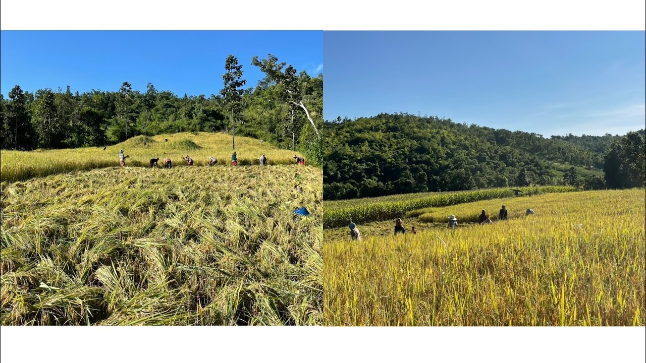 သူတို့စပါးရိတ်နေတဲ့ပုံရိပ်ကသာသာယာယာပဲ🌾(ထေးတမဒါး)