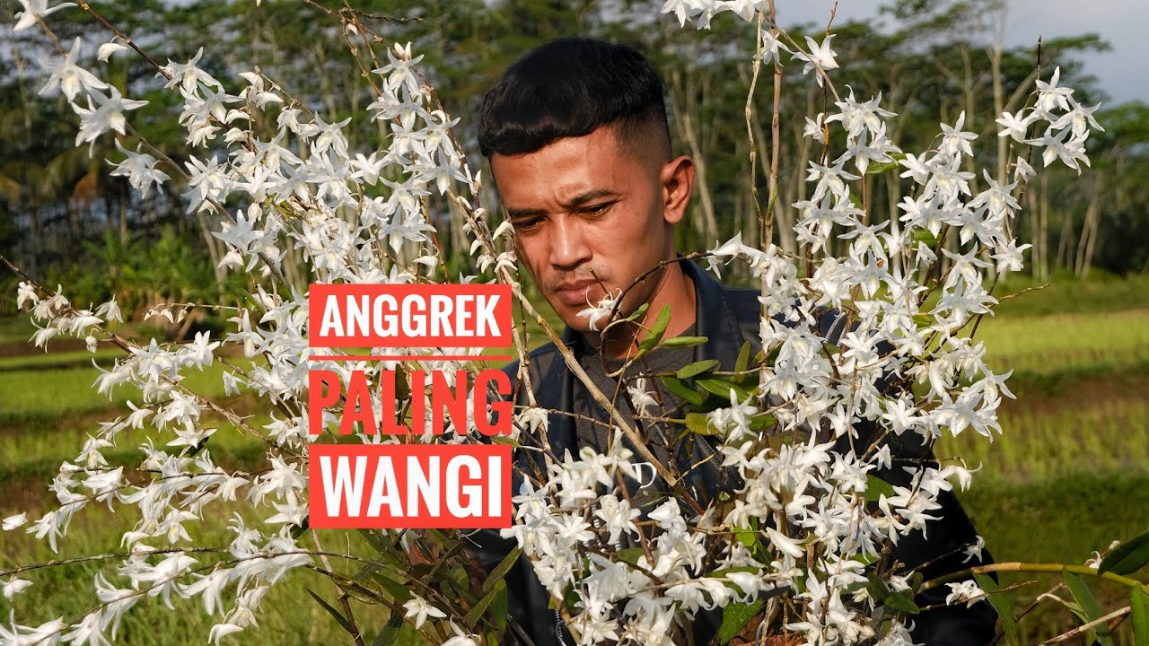 Anggrek merpati, paling wangi dan bunga banyak, Dendrobium crumenatum