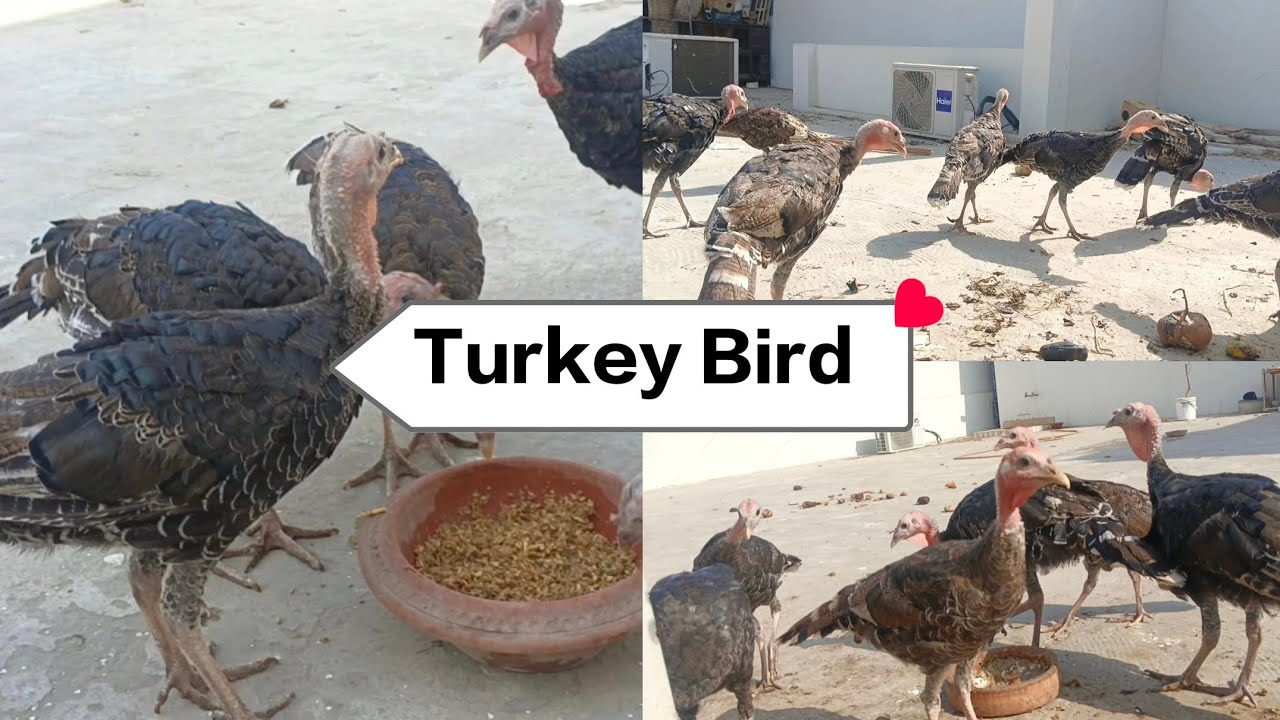 4 month agee turkey bird chicks #birds #zoo #animals #turkey
