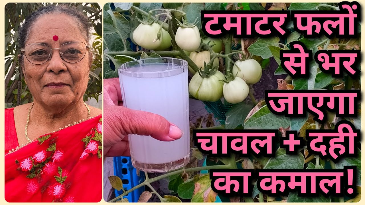गर्मी में टमाटर के फूल झड़ रहे हैं? एक मुट्ठी चावल + दही डालो, टमाटर से भर जाएगा पौधा