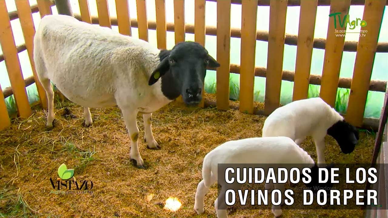 Cuidados de los ovinos Dorper- TvAgro por Juan Gonzalo Angel Restrepo