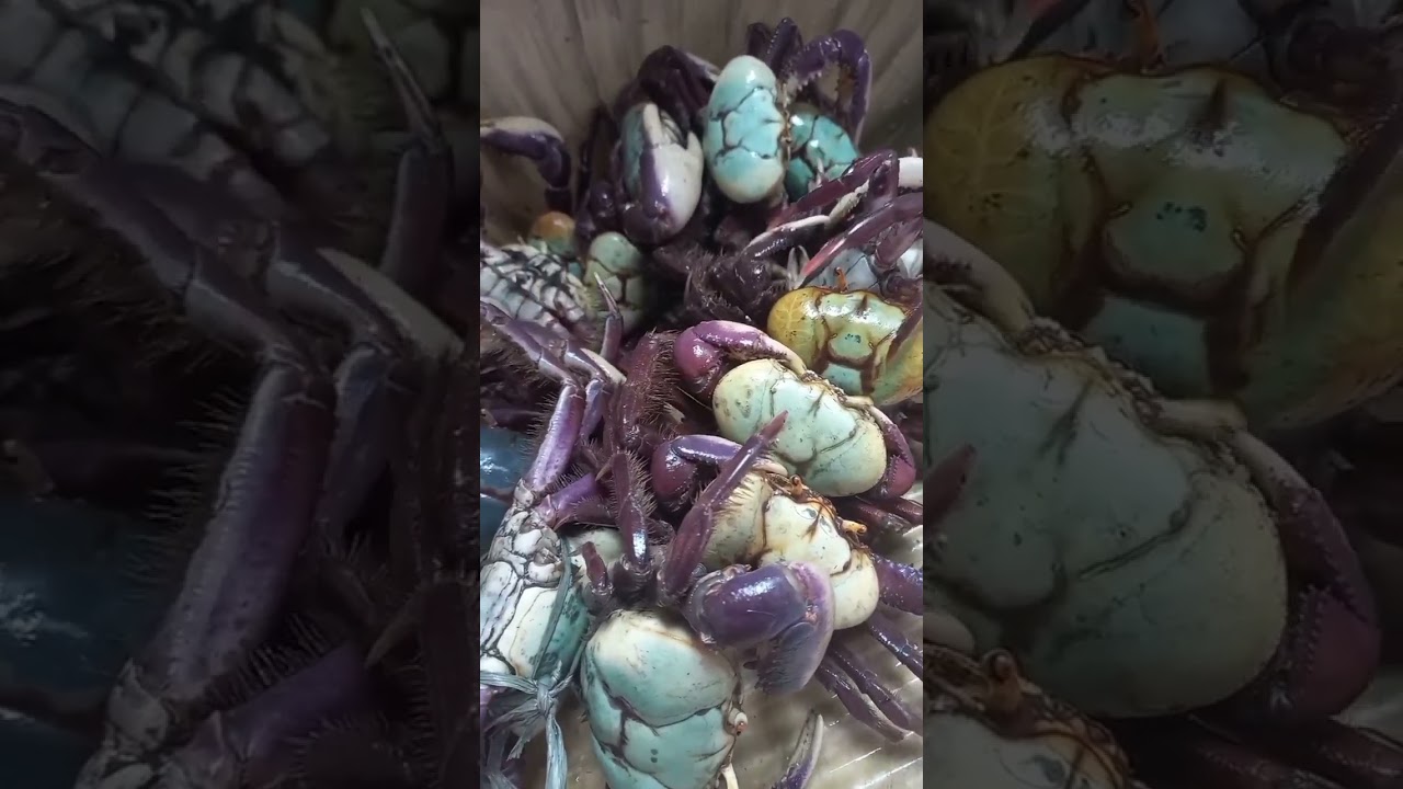 Caranguejo 🦀
