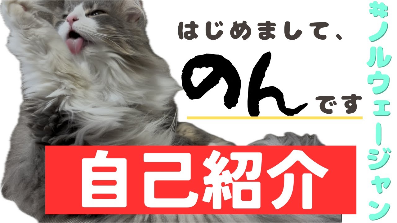 のんのプロフィールを公開します！