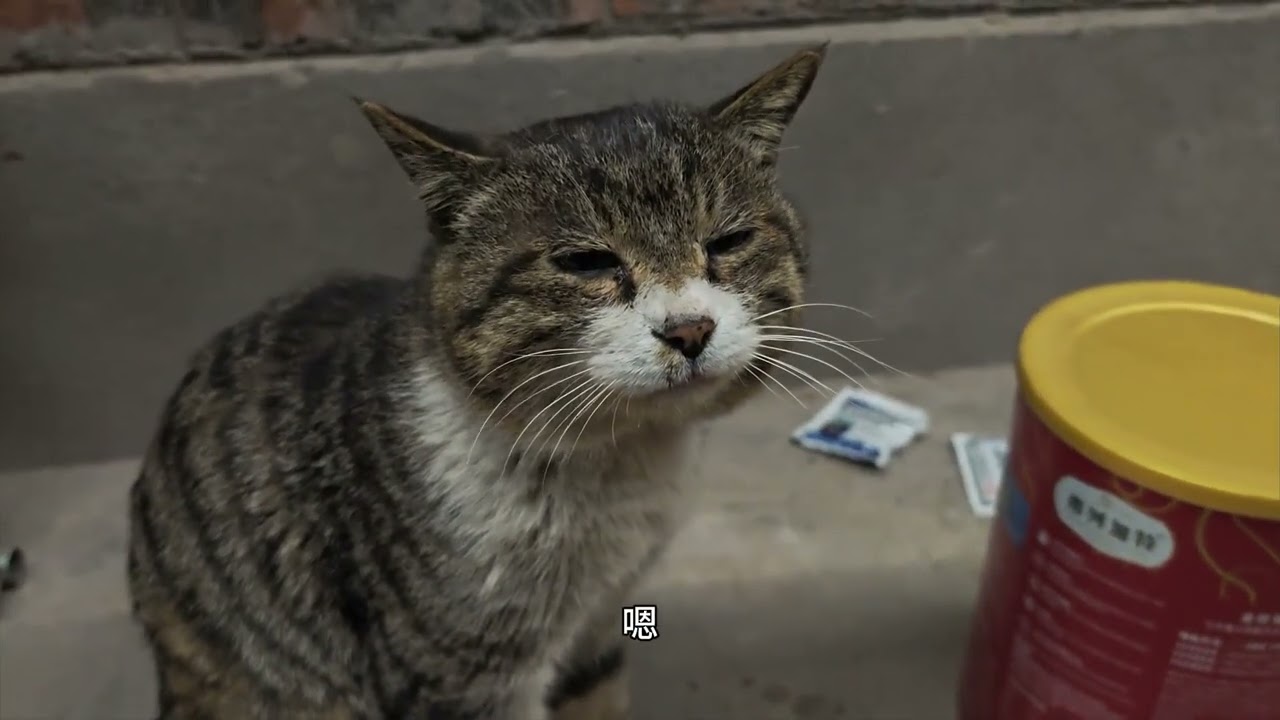 在农村种地喂猫的一天#农村生活   #记录我的农村生活 #田园犬 #田园猫 #日常vlog