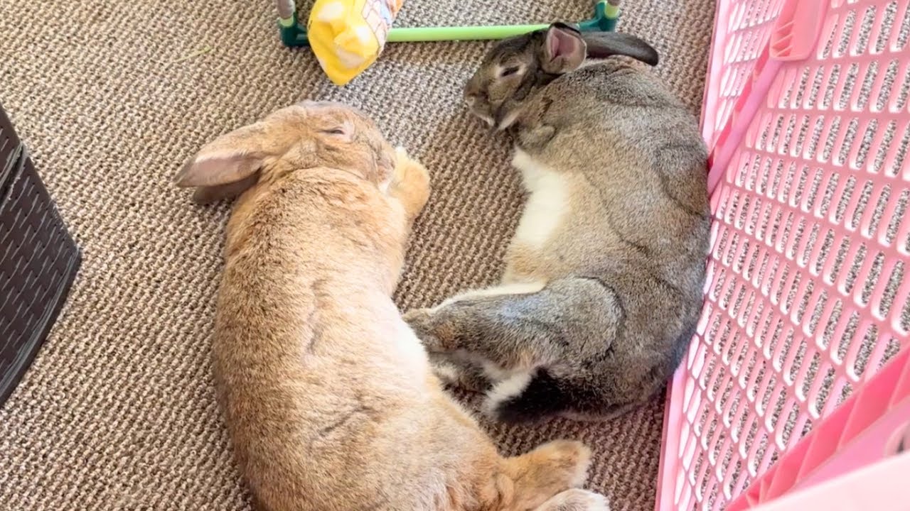 Heartwarming Moment! Double Bunny Flop!🐰💕