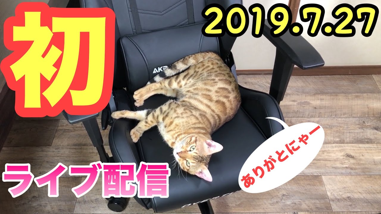 【初猫ライブ】猫が産まれる前に練習撮影【ねこつる】