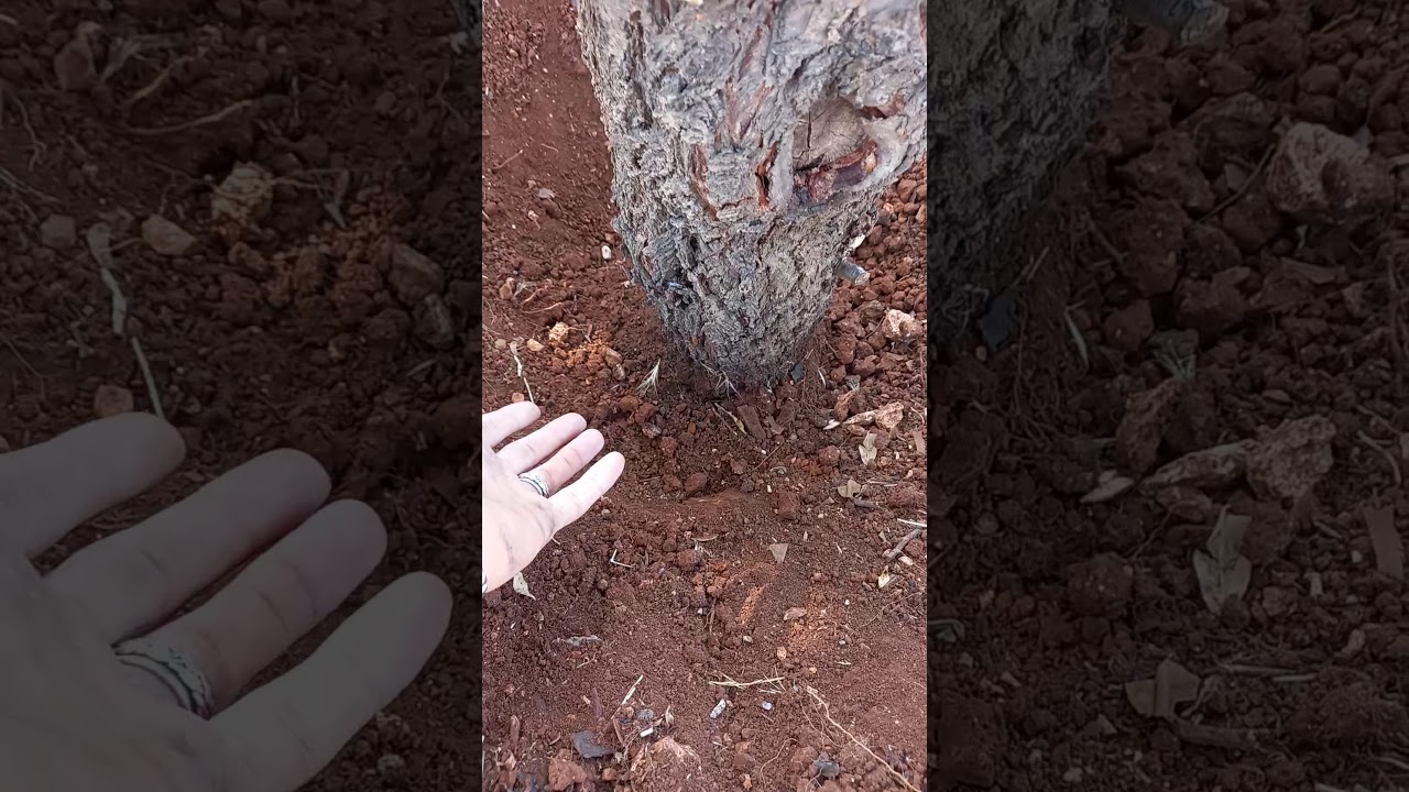 علاج آفة الكابنودس في أشجار اللوزيات