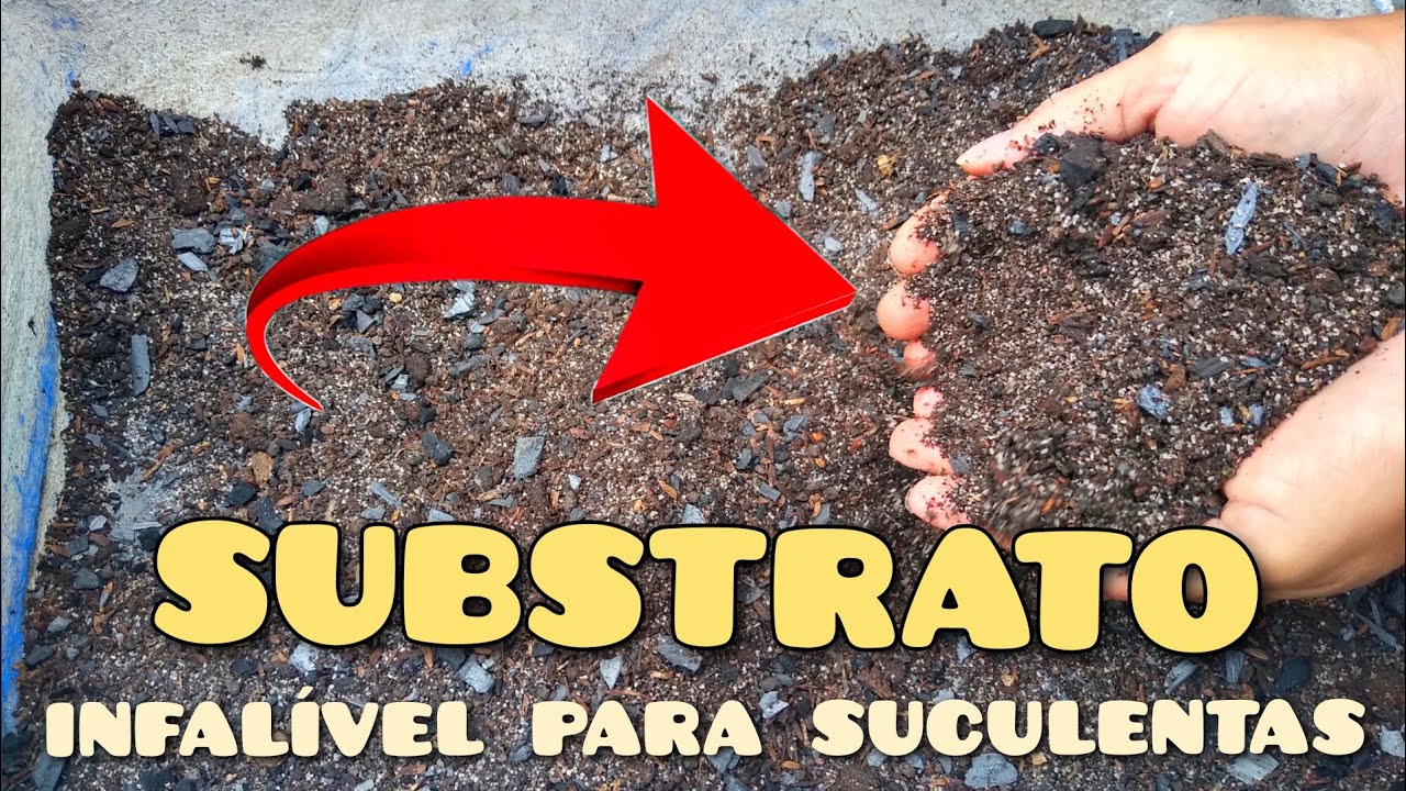 SUBSTRATO MUITO BOM E MUITO BARATO PARA SUCULENTAS!!!! - BEM SOLTINHO! 😱😱🌼 / Jardim de Suculentas
