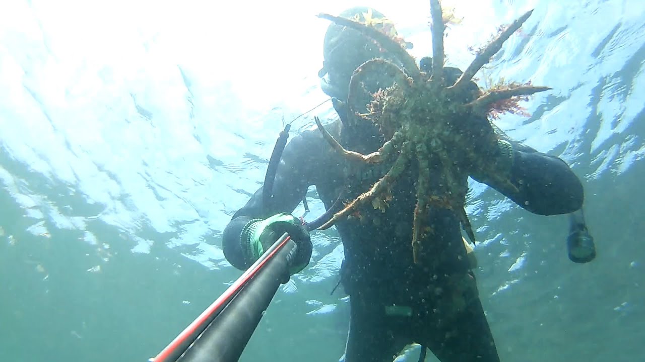 Pesca submarina Marina de Cascais Julho 2024