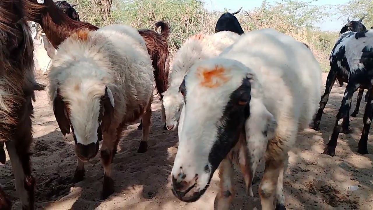 200 Hundreds Sheep Group | Beautiful Village Life of TharparkarAmazing 200
