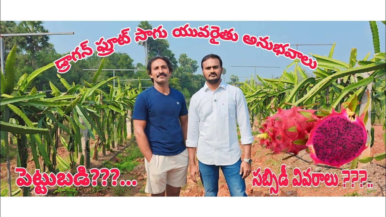 డ్రాగన్ ఫ్రూట్స్ సాగులో యువ రైతు అనుభవాలు.... పెట్టుబడి????.... సబ్సిడీ వివరాలు????.@Ramnaiduvlog