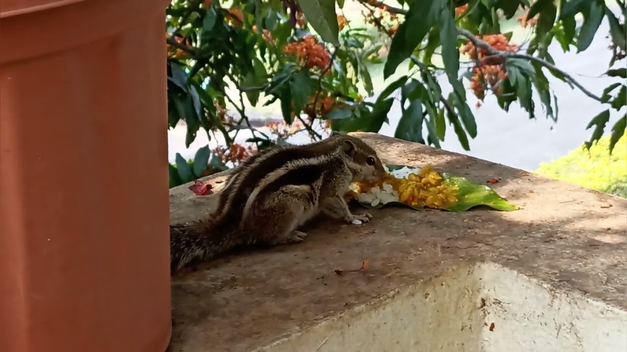SQUIRREL EATING RICE 🍚