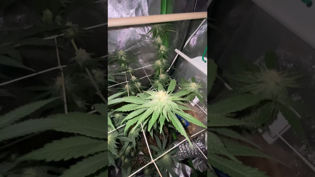 Mars hydro cup -day 26 flower