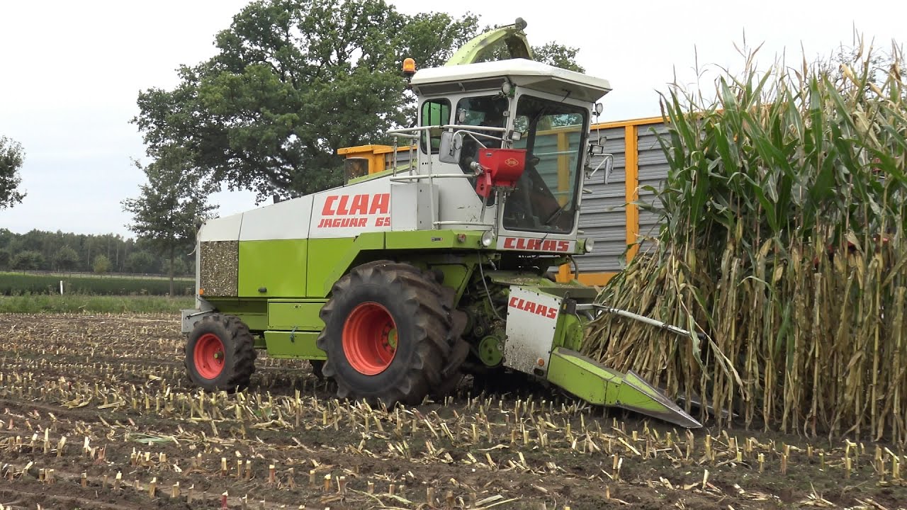 Claas Jaguar 690 met 4-rijer en 2 Case Internationals in de mais (part 1/2) (2016)