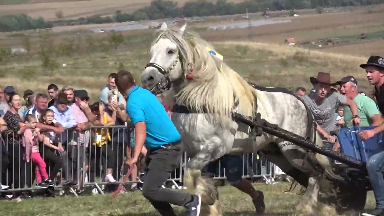 Concurs cu cai de tractiune ''Tropote in Tara Vinului'' Micesti, Alba - Romania 1 Oct. 2023 Nou!