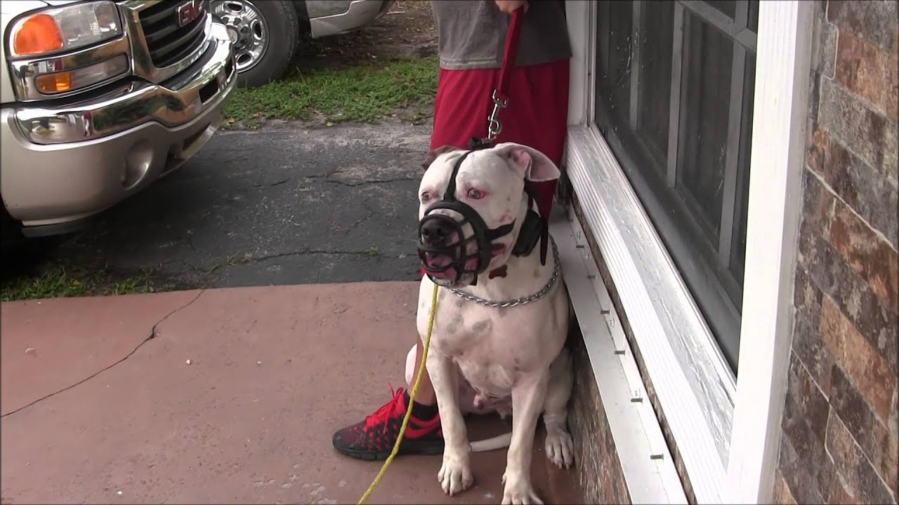 (Part 3)  Aggressive American Bulldog has lost his mind! RED ZONE DOG BITES Richard Heinz