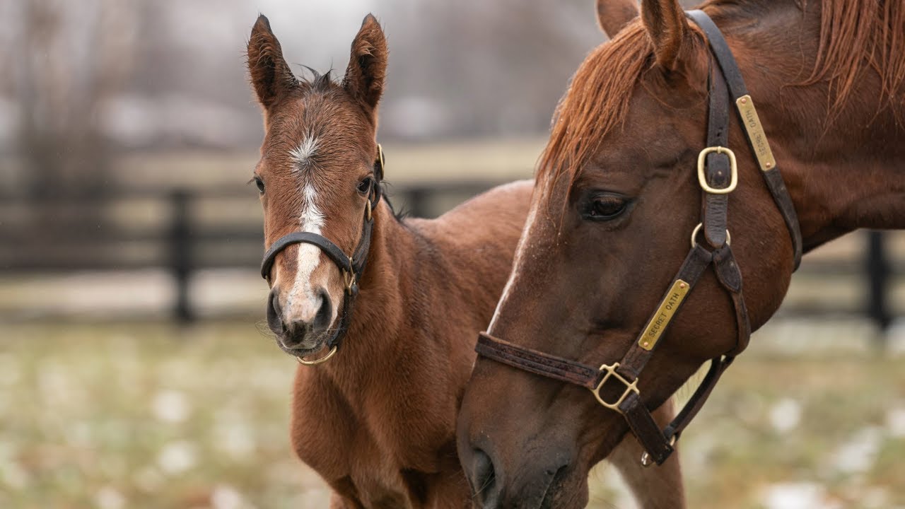 Foal to Finish Line | From First Steps