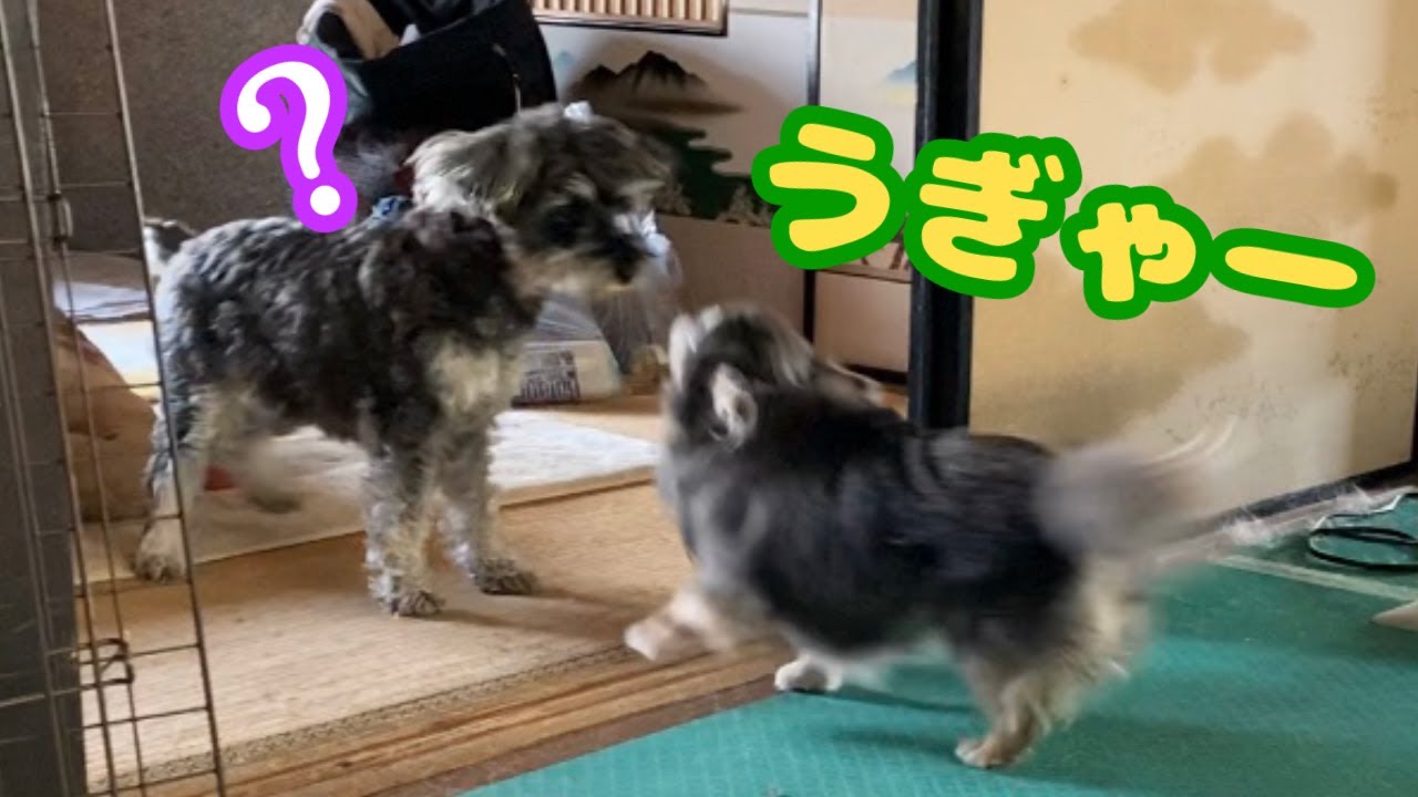 お友達のお家で大暴れのらっちゃん…その結果...