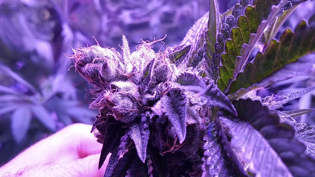 21+only.. Afghan purple kush,Amazing trichome production,on some crosses we've been working on