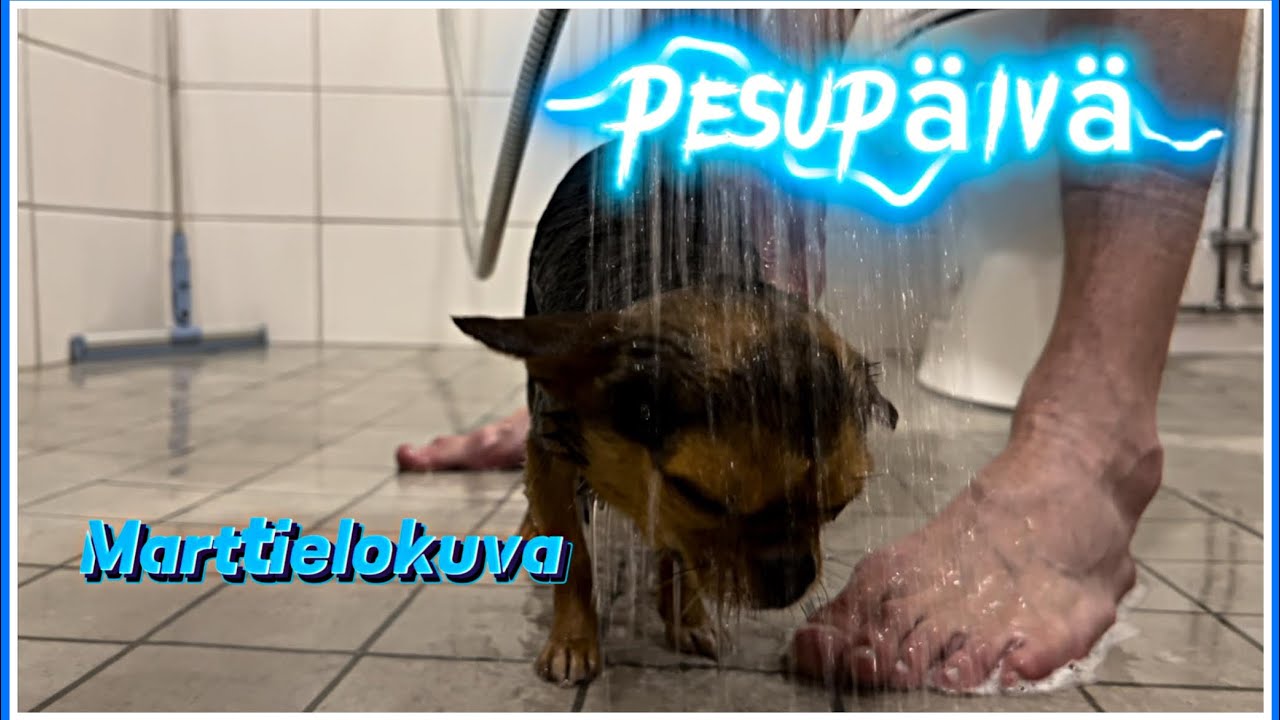 Koiran KAUHUPÄIVÄ
