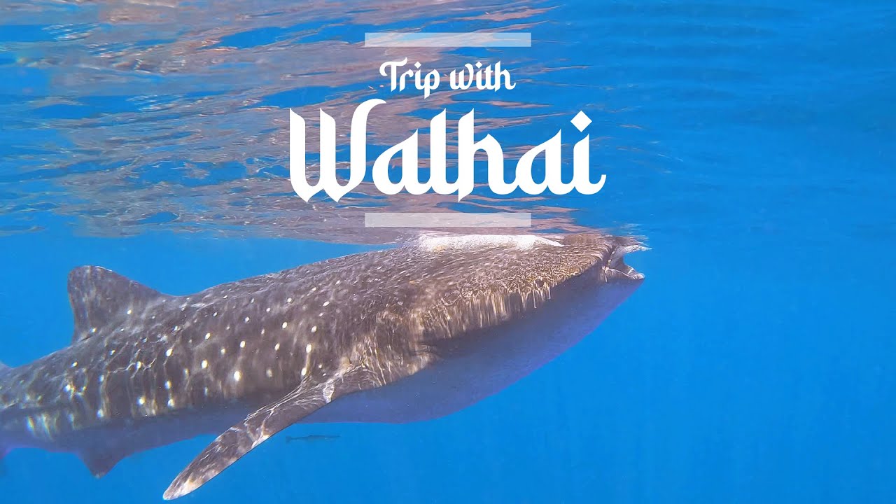 Walhaie in Mexiko 🐋 Schnorcheln mit dem gr&ouml;&szlig;ten Fisch der Welt! 🌊