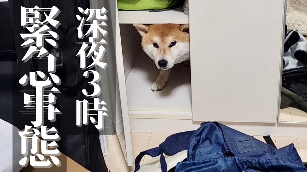 花火大会と深夜の雷が続き柴犬パニック！落ち着く場所を選んだのは…