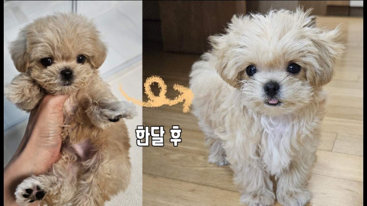 말티푸 뭉치 한달 성장기🐾｜ 