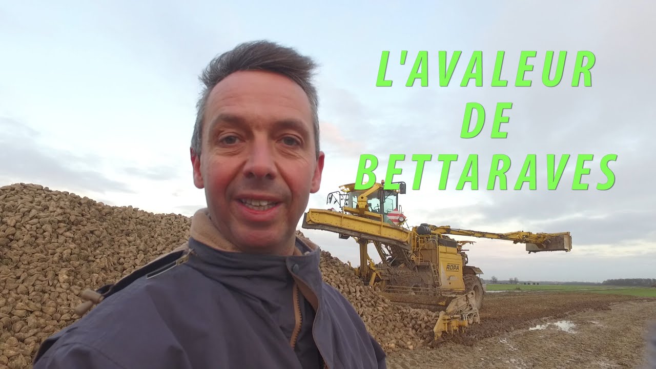 Avaleur de betteraves