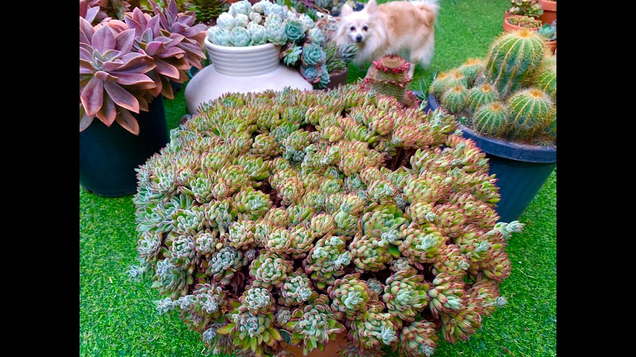 Echeveria Set Oliver Cleaning and Replanting
