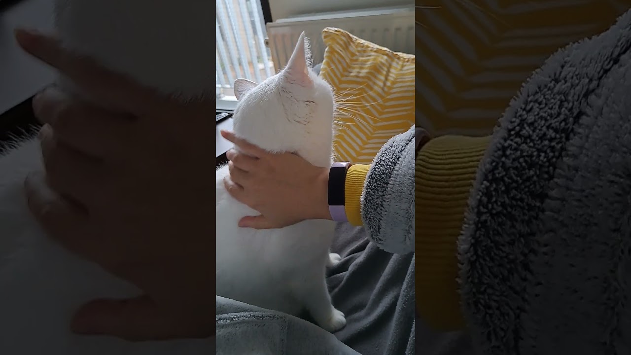 Pets for pushkin the white cat