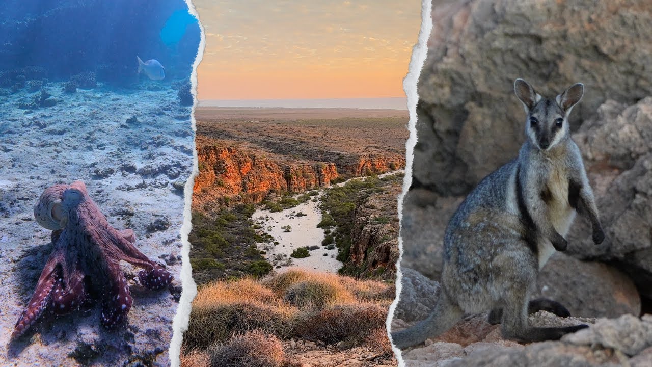 CAPE RANGE NATIONAL PARK is incredible! (Turquoise Bay, Oyster Stacks, Osprey, Mandu Mandu)