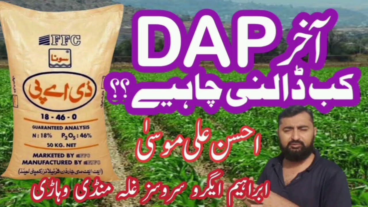 Best time for DAP in wheat crop || Gandum mn DAP kab dalni chahye | agriculture wisdom 