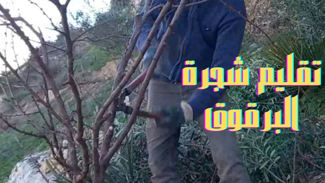 تقليم شجرة البرقوق بطريقة إحترافية مبسطة /Plum tree pruning in a simple professional way