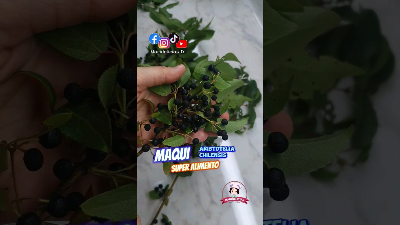 Beneficios del MAQUI SUPERALIMENTO 🇨🇱  #maqui #chile #fruta #fruto #antioxidantes #chileno