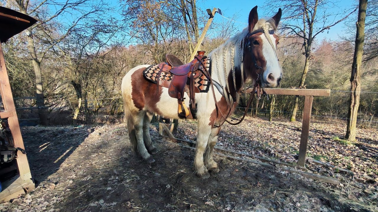 Páteční vlog od koní 🤠