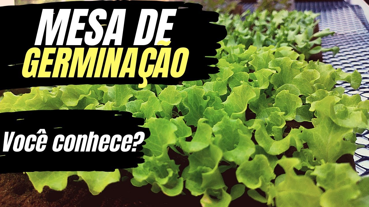🌱 A Melhor forma de produzir mudas na hidroponia - Mesa de germina&ccedil;&atilde;o.