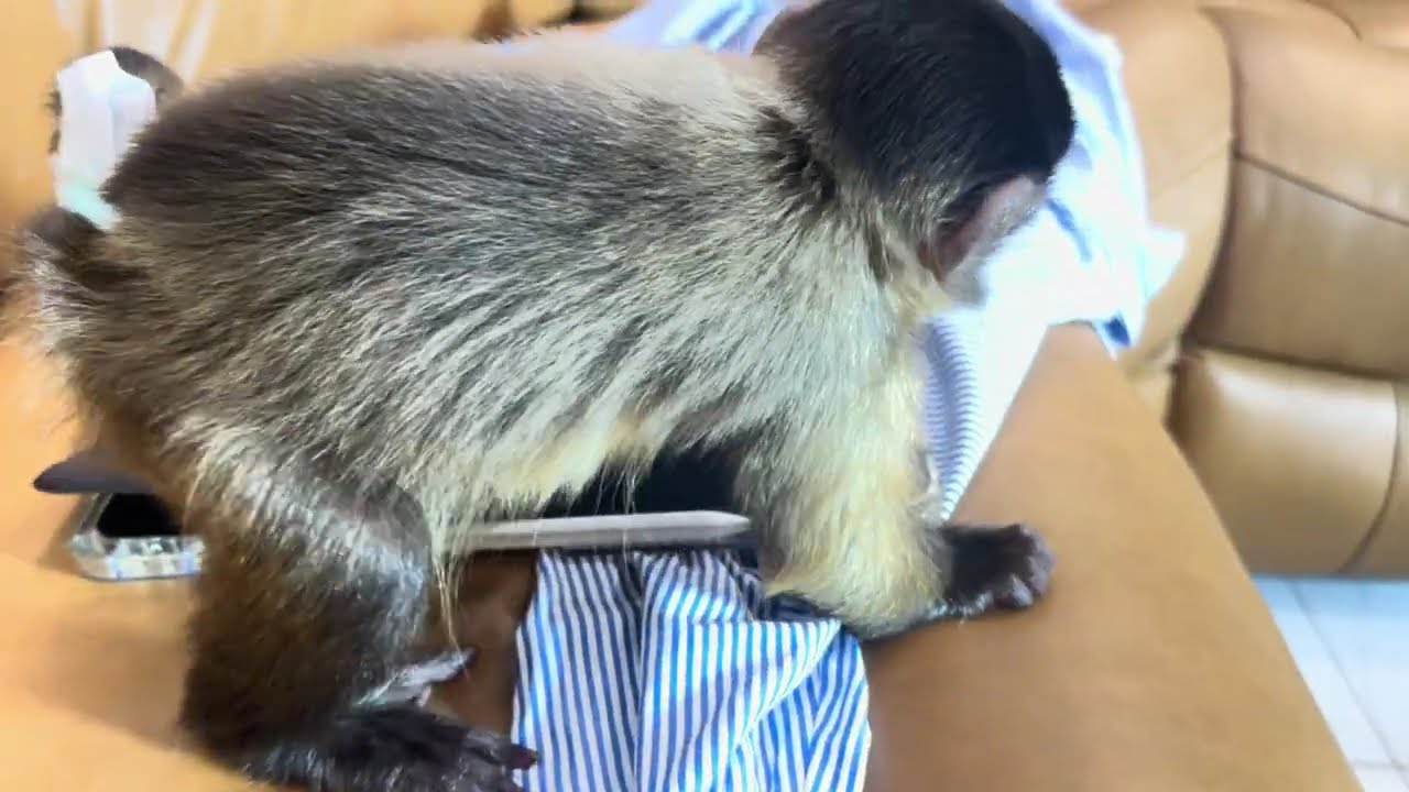 Genie vs. The iPad Cover (feat. Cream's Sweet Struggle Soundtrack)