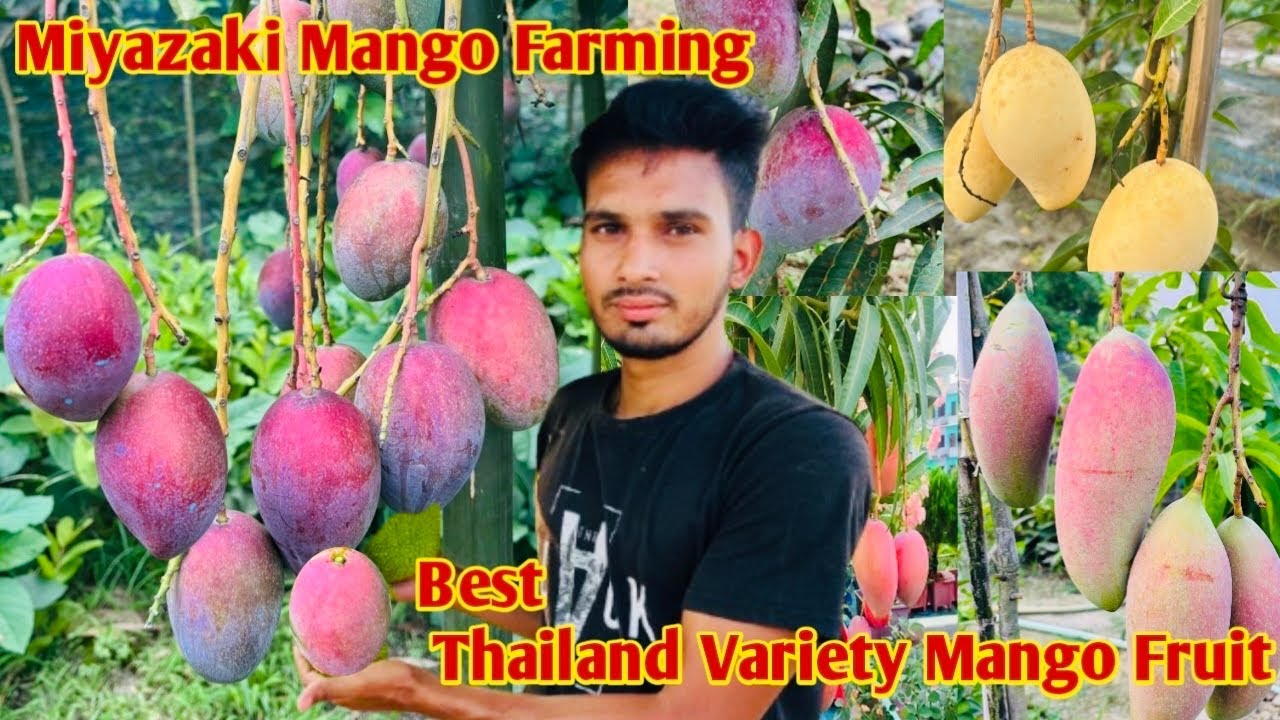 Miyazaki Mango Plant || Best Thailand Variety Mango Fruits Plant Nursery || Thailand Mango Variety