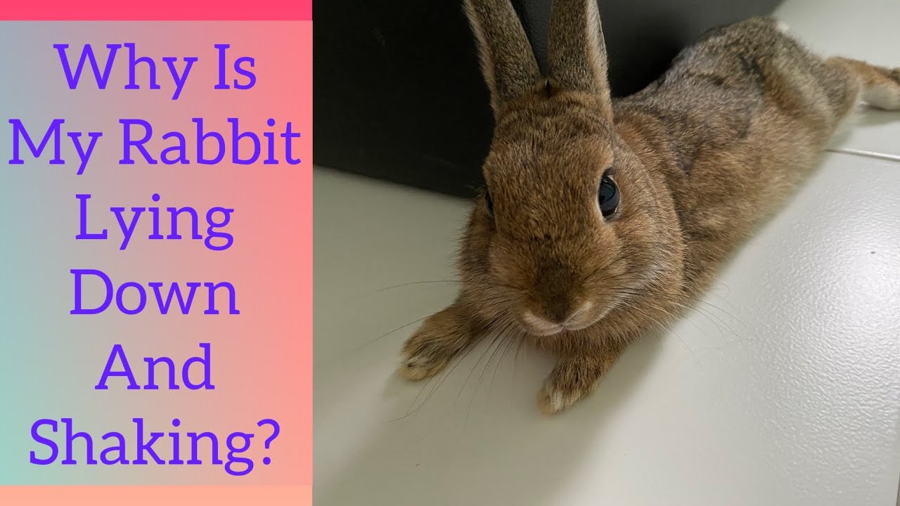 Why Is My Rabbit Shaking So Much? Are there Any Hidden Health Issues?