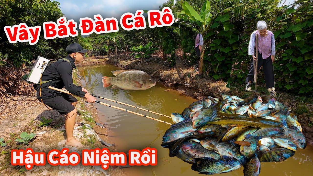 Hậu Cáo - Vây Bắt Đàn Cá Rô Cực Khủng || Săn Cá Cực Phê !