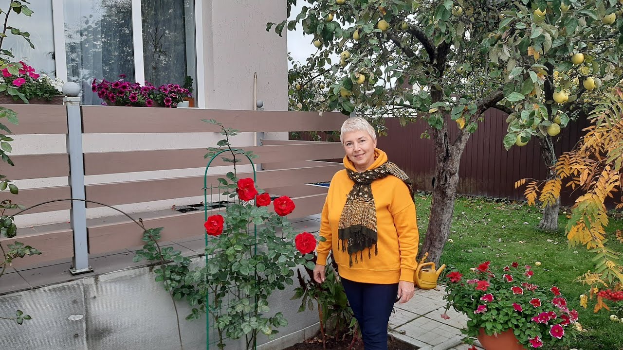Роза плетистая 