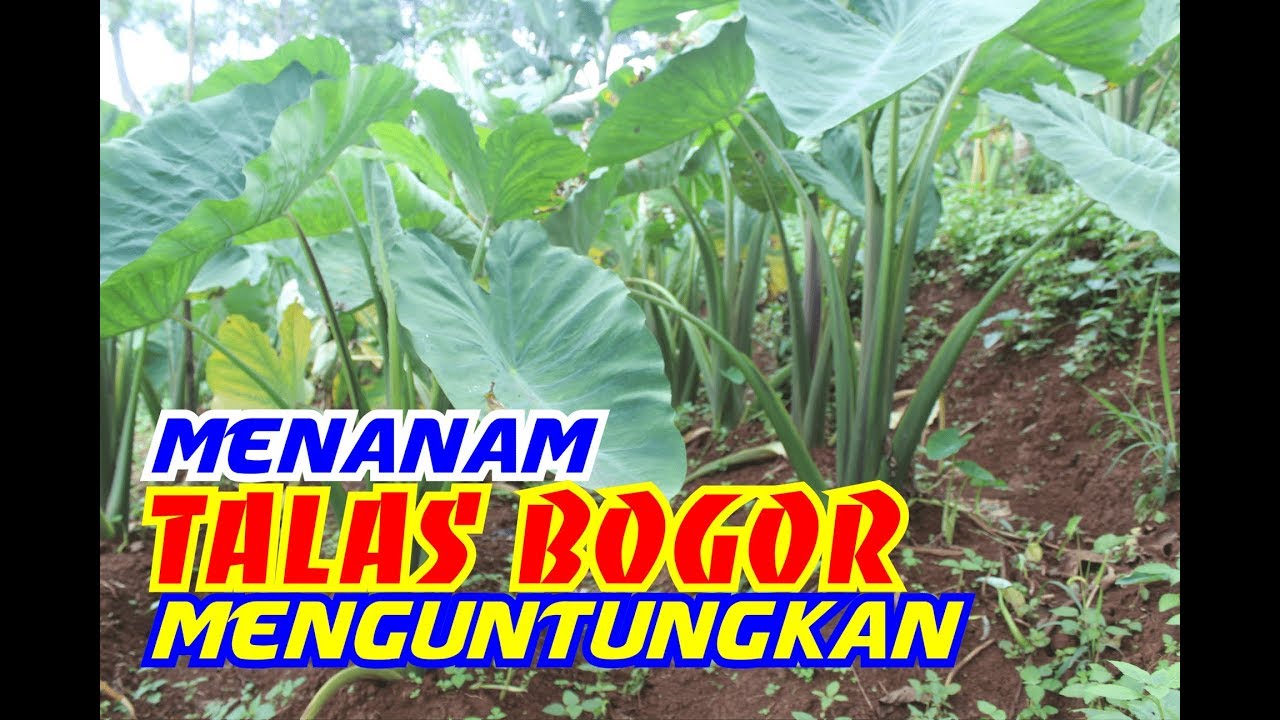 Menanam Talas Bogor Menguntungkan