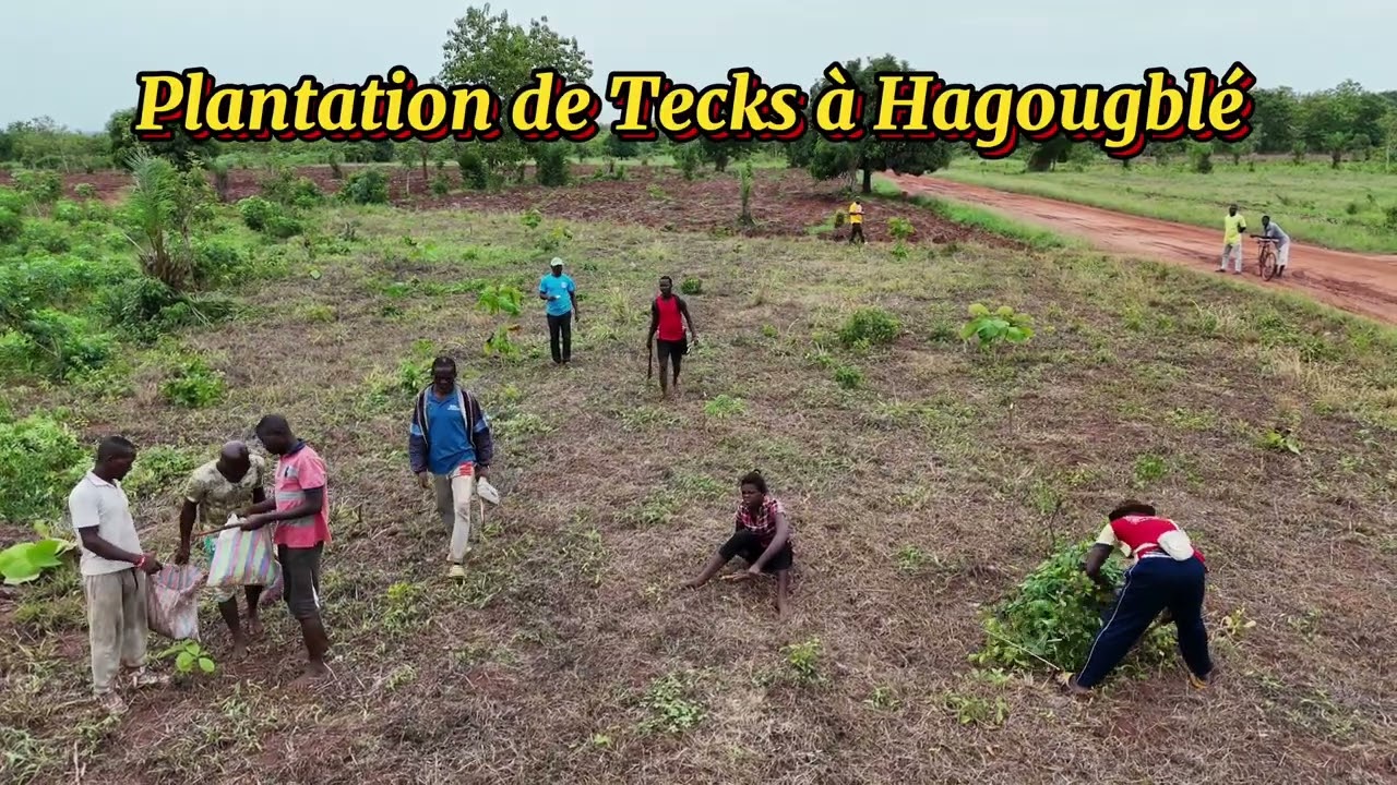 Plantation de Tecks au Togo
