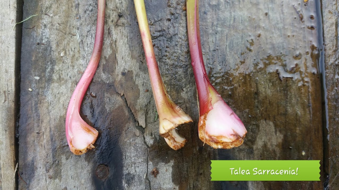 91. TALEA DI FOGLIA DI SARRACENIA METODO DI PROPAGAZIONE EFFICACE DI PIANTA CARNIVORA