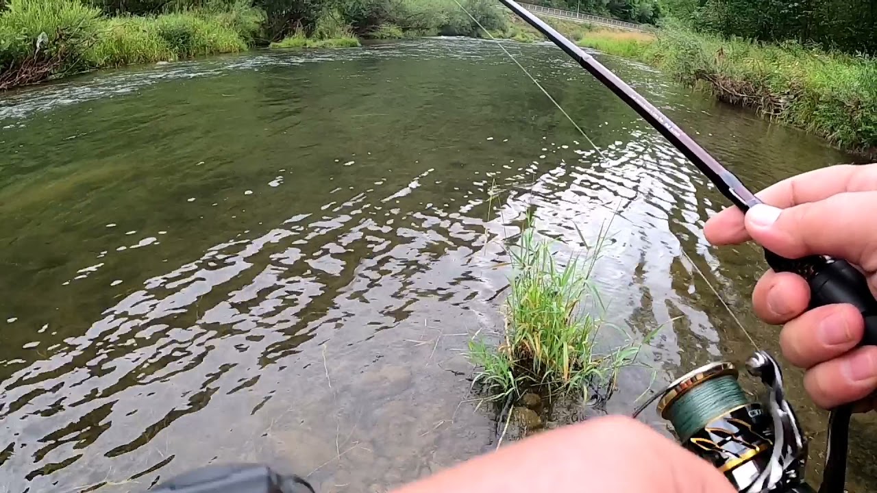 Pstrągi nad Dunajcem