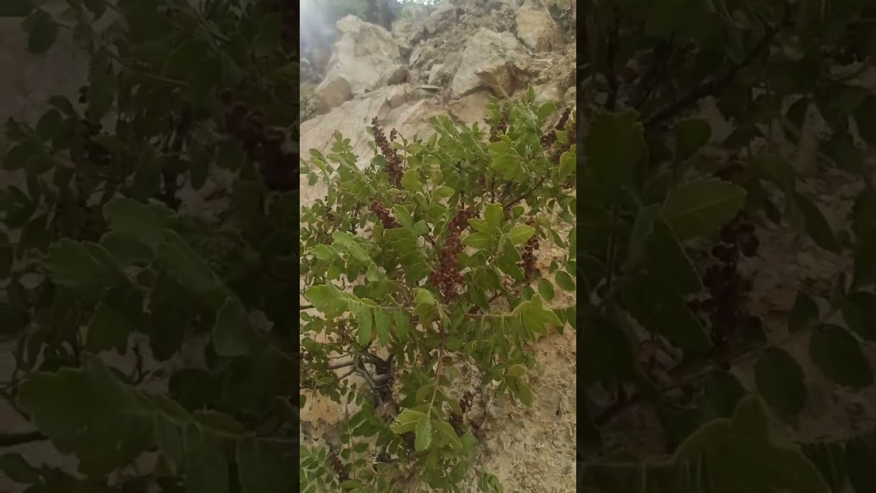Kaya'nın içerisinde yetişen Sumak Fidanı.Susuz Tarım.Aromatik bitkiler.