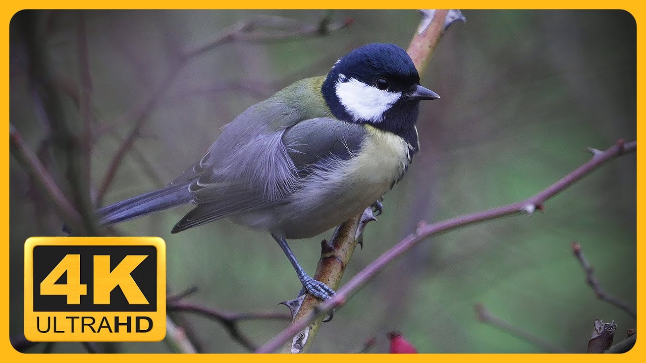 Great tit (Parus major)